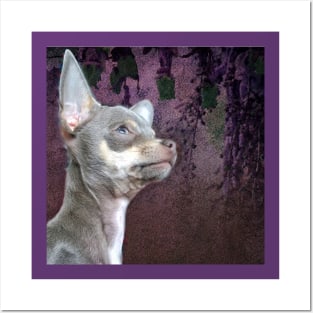 Cute Cheeky Chihuahua Face Purple flower art Posters and Art